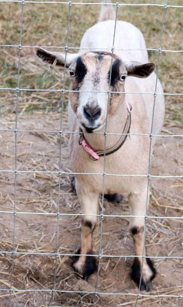 Goats at Harvest Moon Acres (Gobles, MI)