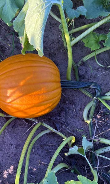 Pumpkin patch at Harvest Moon Acres (Gobles, MI)
