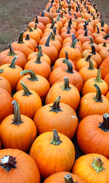 Pumpkins for sale at Harvest Moon Acres (Gobles, MI)
