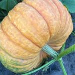 Pumpkins & More