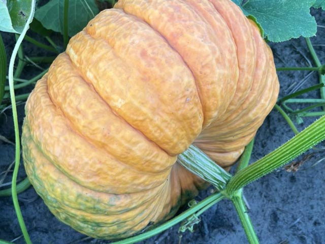 Pumpkins at Harvest Moon Acres (Gobles, MI)